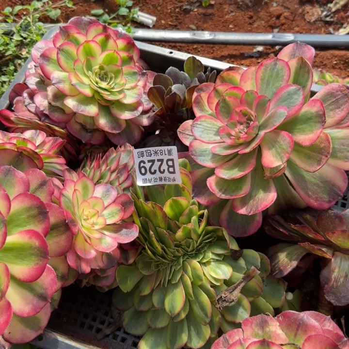 多肉 淘宝福利多肉法师植物