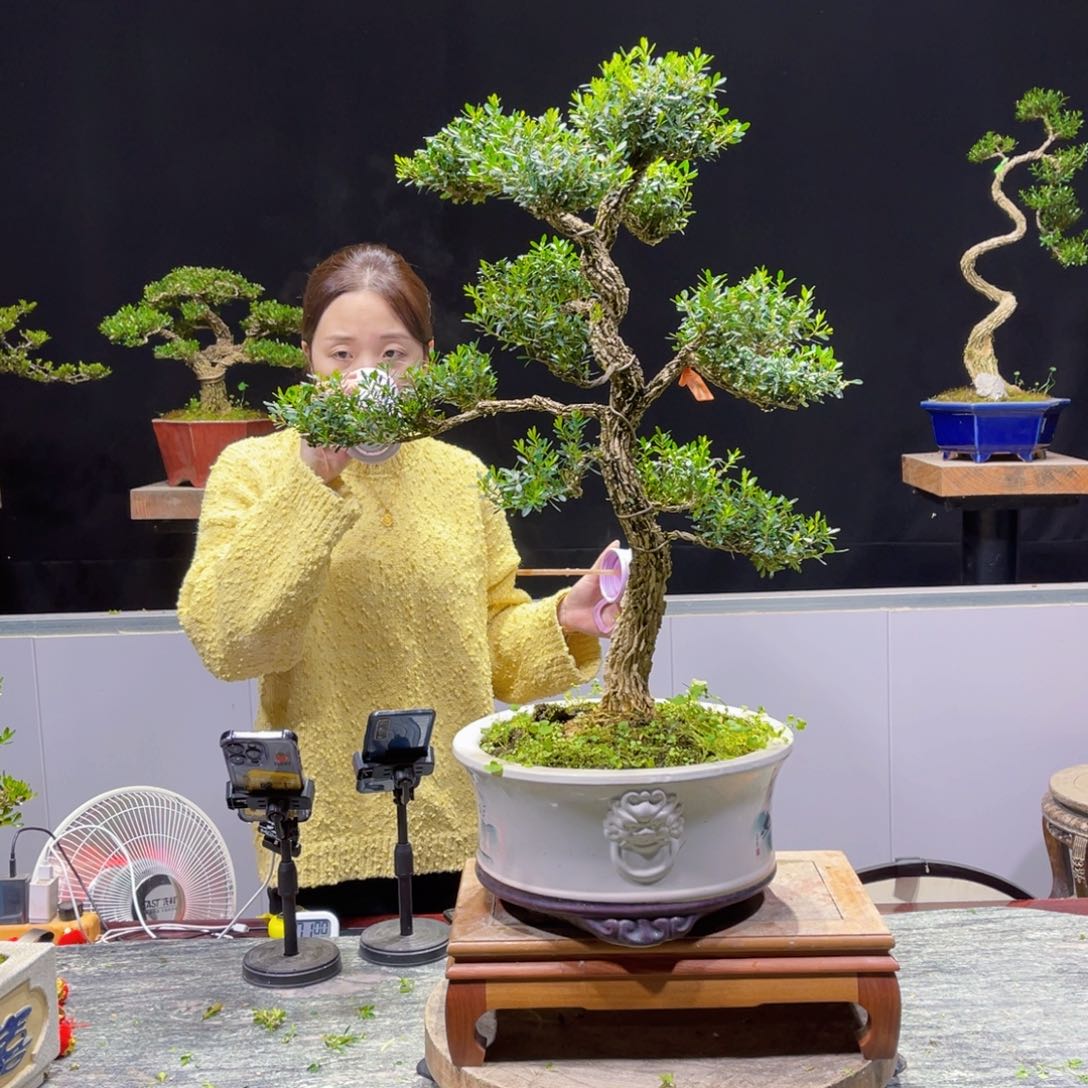 四季常青老桩黄杨盆景