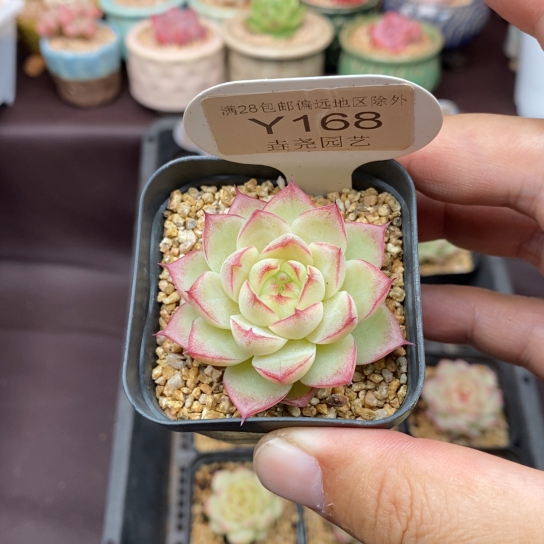 0168 女王单头 4.5cm 