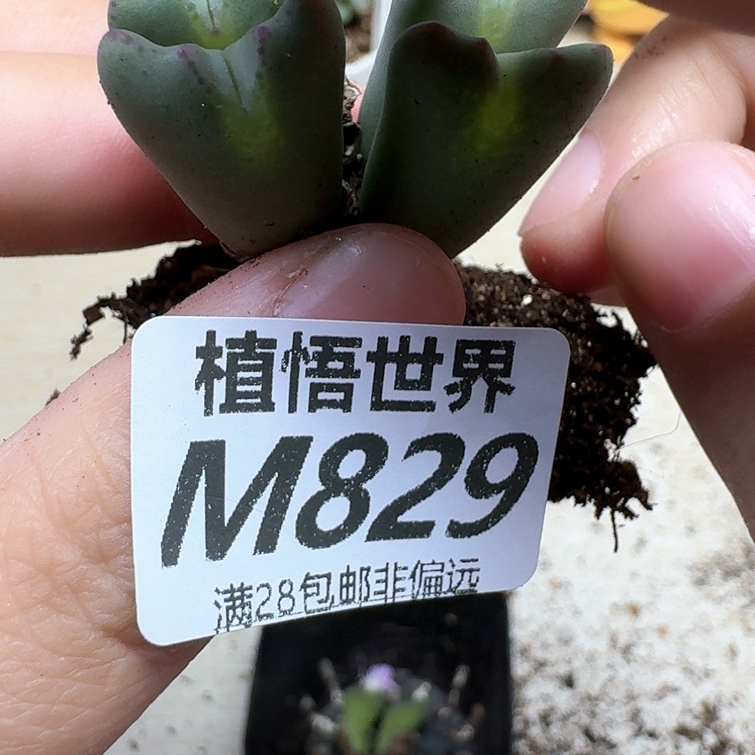 多肉植物的润泽额v