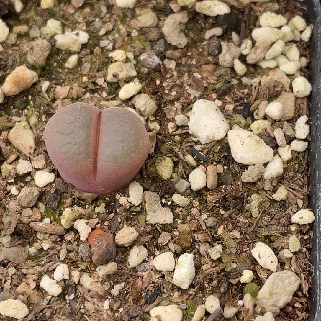 31-164风铃多肉植物