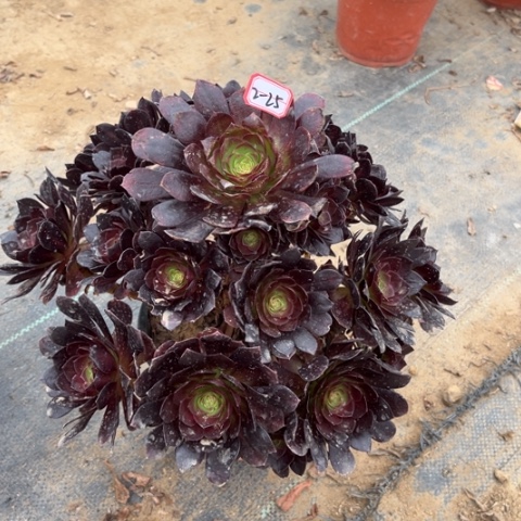 2-25赤焰莲多肉植物