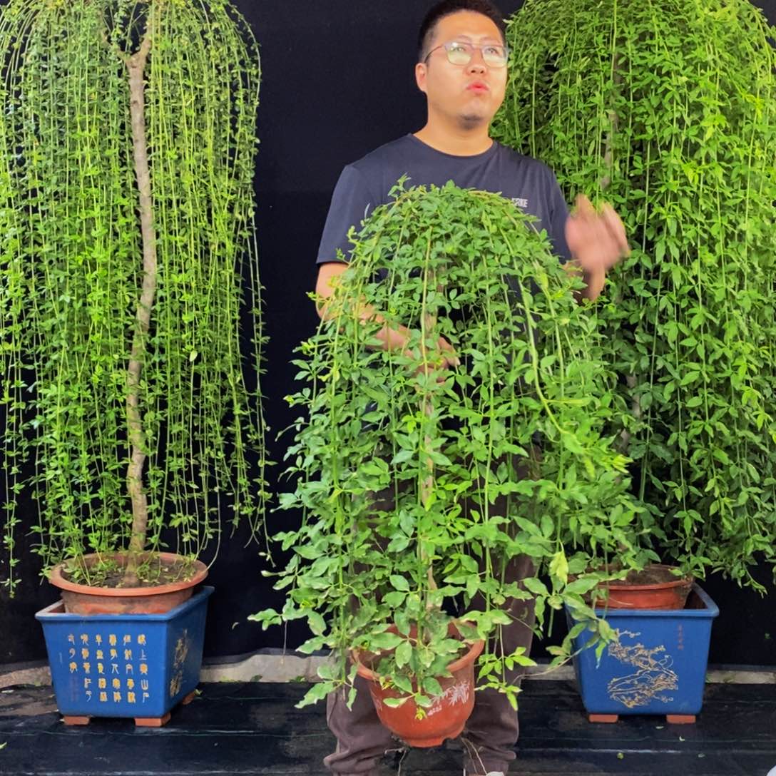 探春花，一物一拍，