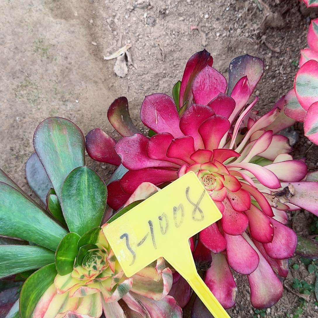 天*3-1008---多头多肉植物