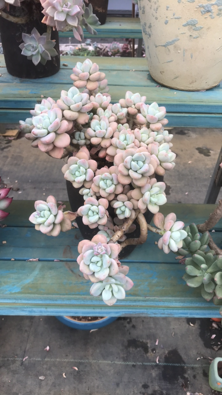 整装无砍老桩红洛神