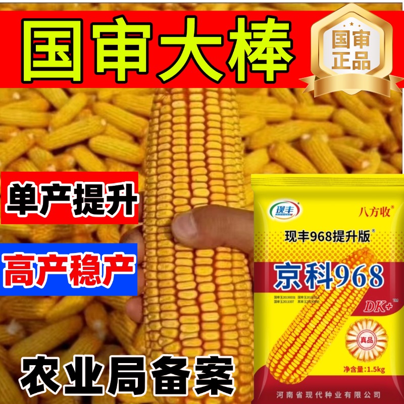 高产玉米种京科968高产稳产玉米