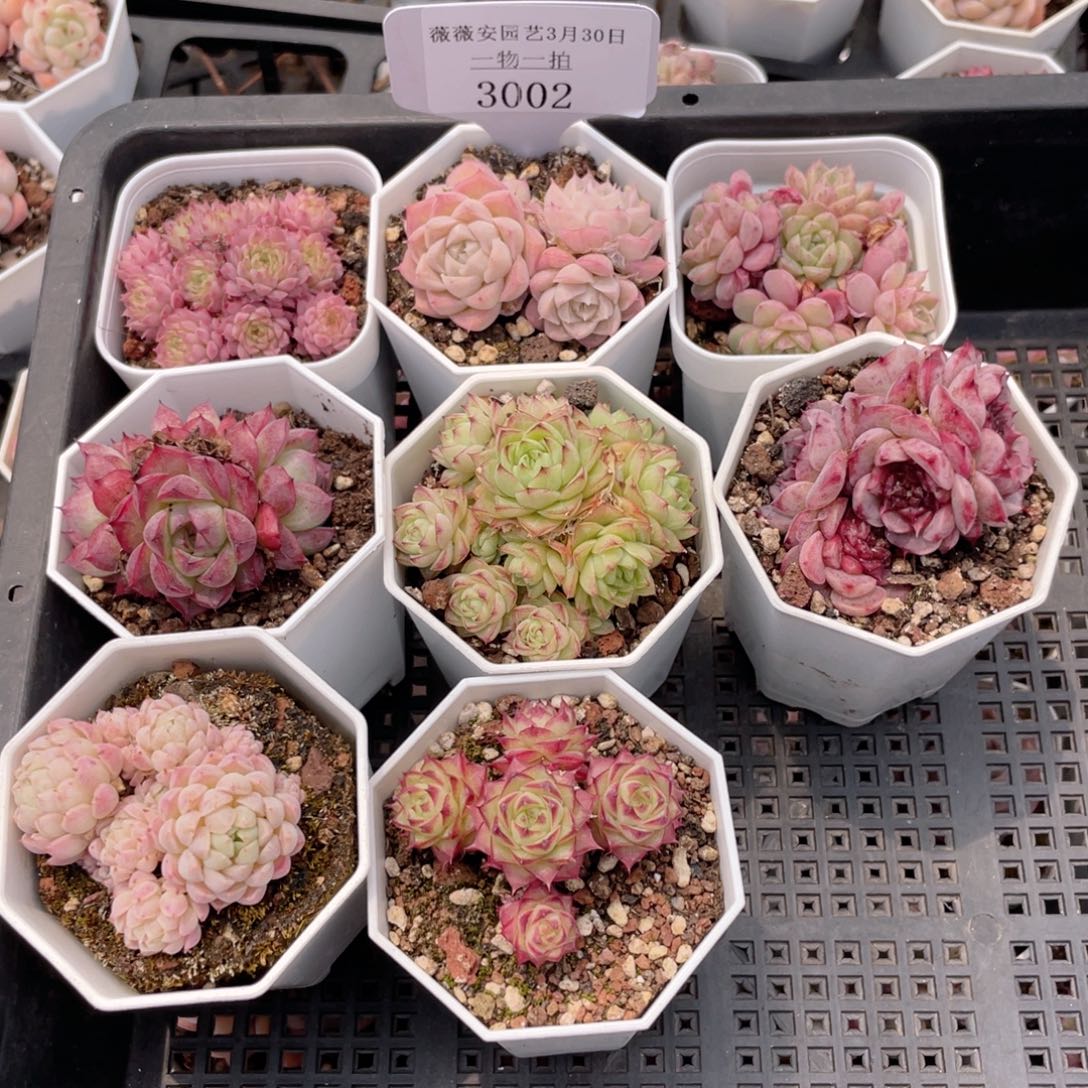 薇薇安园艺多肉2002