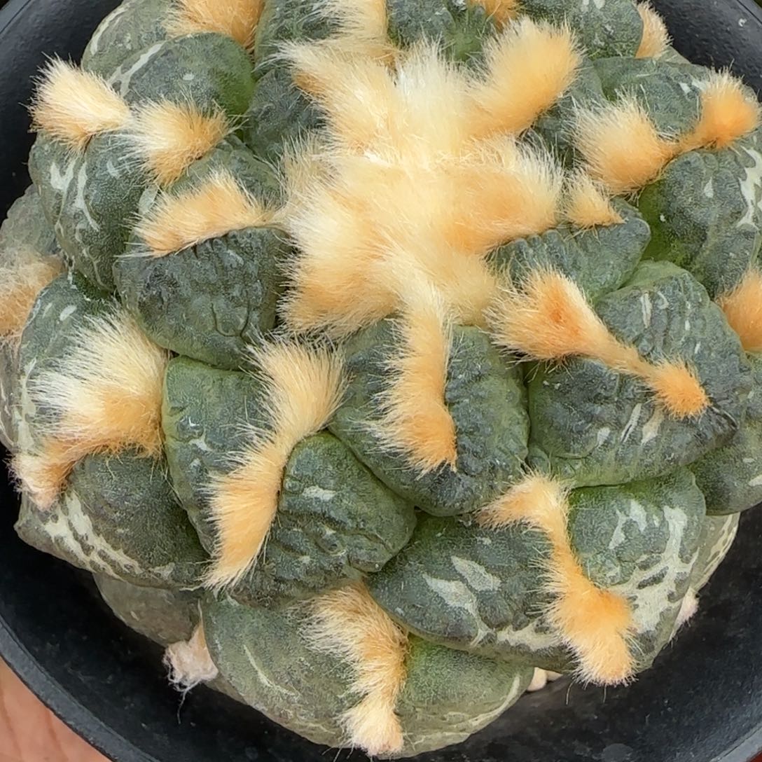 无花朵自根包子连山504