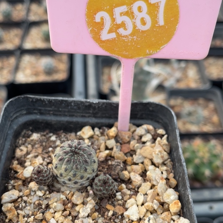 书***线自根紫丽25870000000