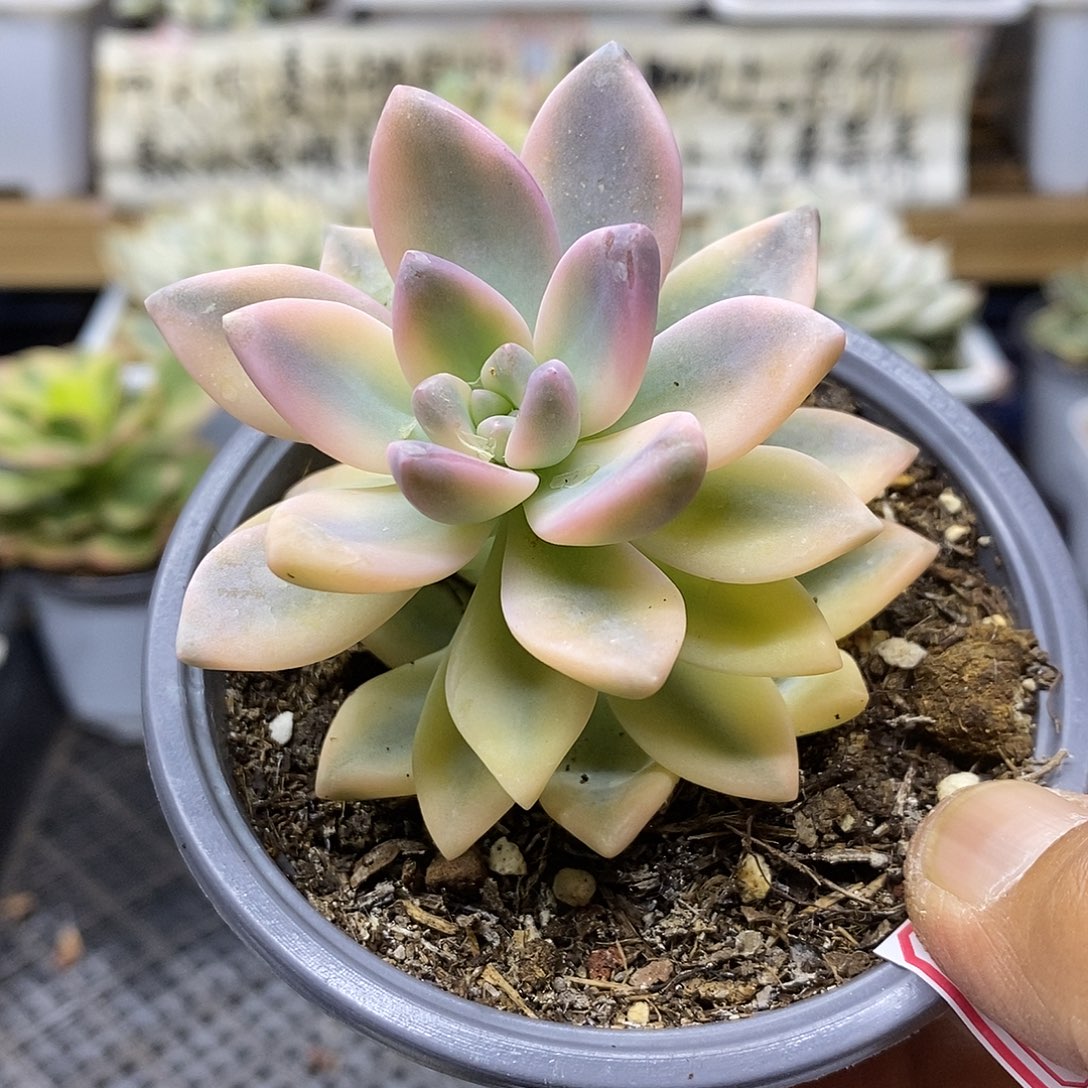 01138 淡雪锦多肉