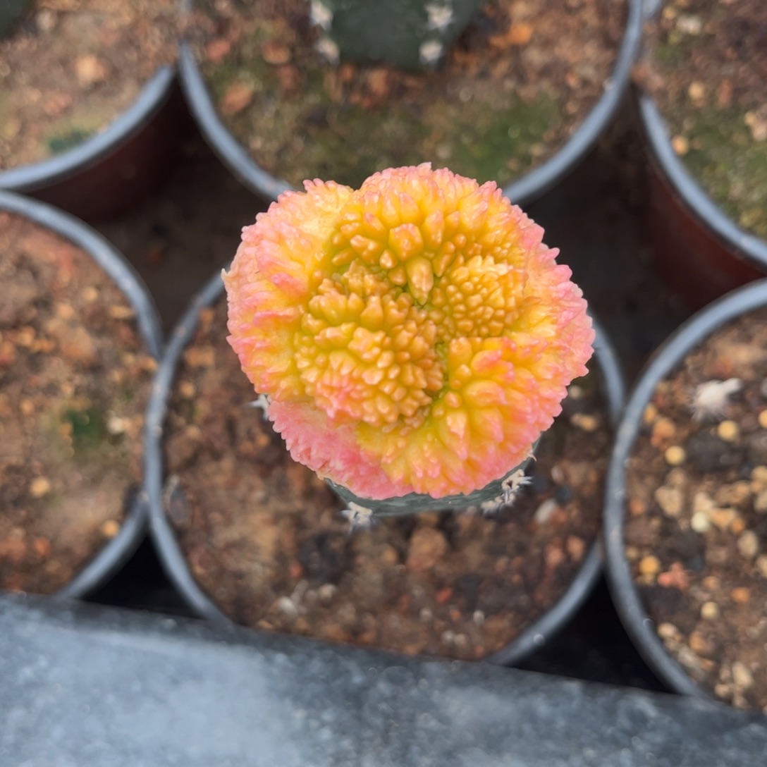 仙人球仙人球仙人球