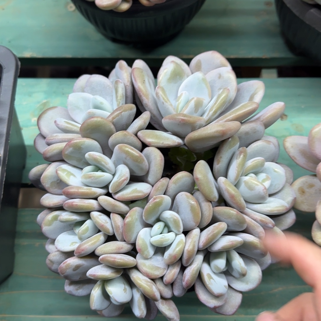 8头圆叶粉兔，发货点延迟