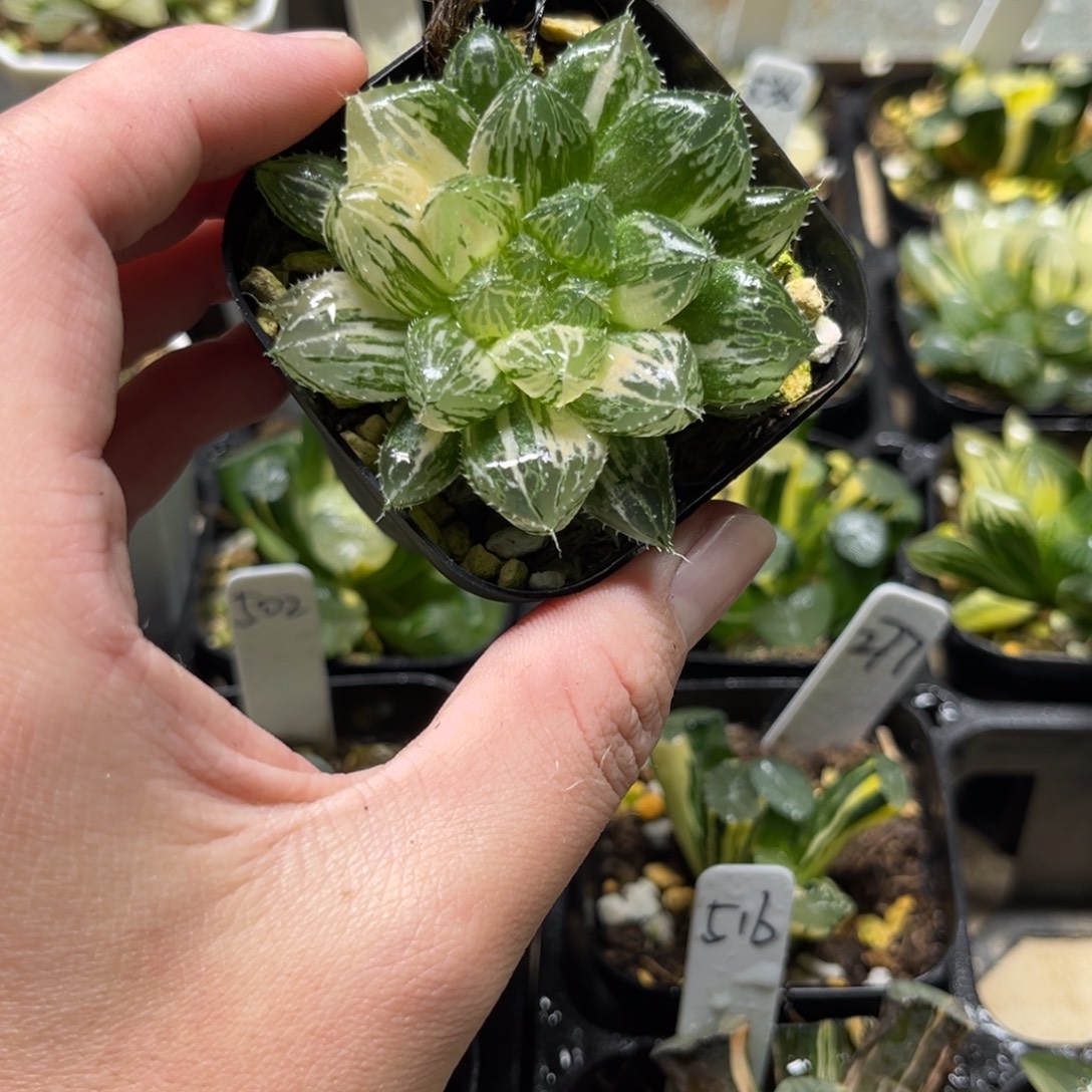 400楼兰玉露锦一物一拍