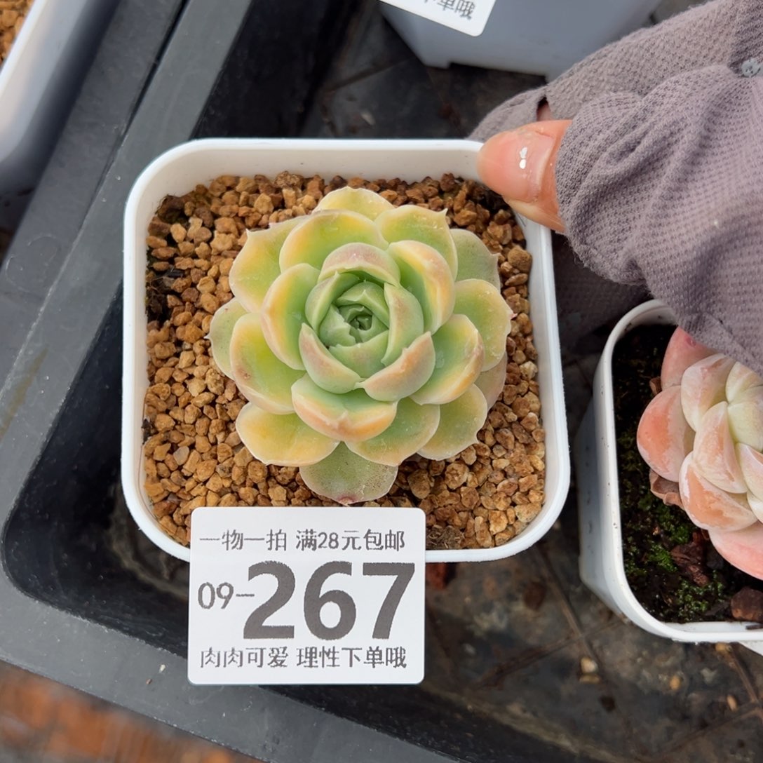 水晶虾饺多肉多肉多肉多肉多肉