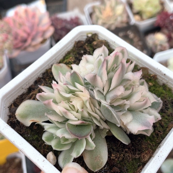 紫蝴蝶缀化锦200000000