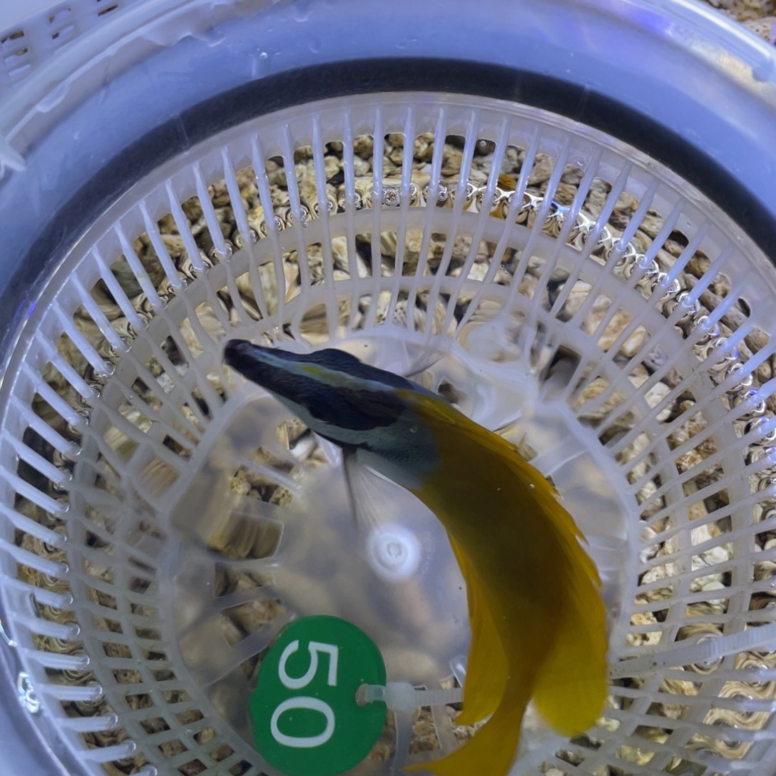 海水鱼黄狐狸顺丰包邮，