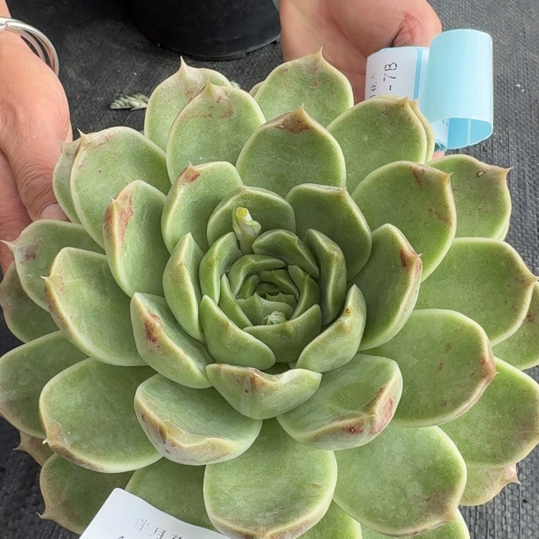 多肉杂交一物一拍24-74