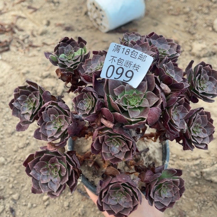 099黑魔小手捧1北