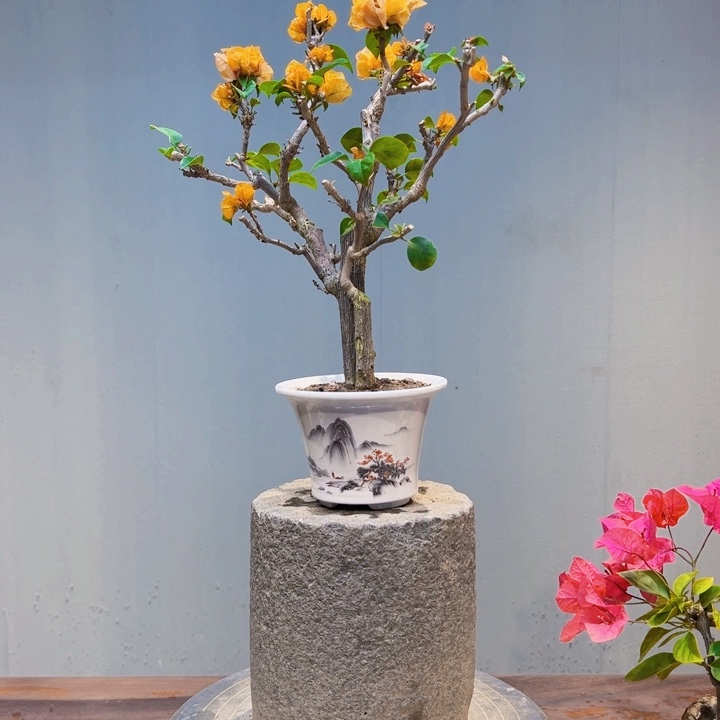 从***…完全开放加州黄金三角梅