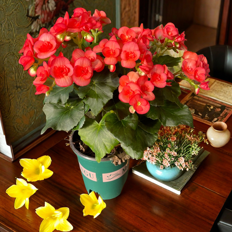 丽格海棠，只包开箱，不包养护（不可换盆)零度以下拍保温(一物一拍)