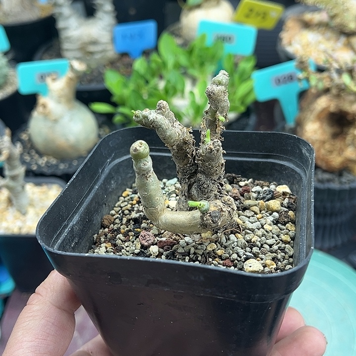 薛辉圣塔产地多肉植物