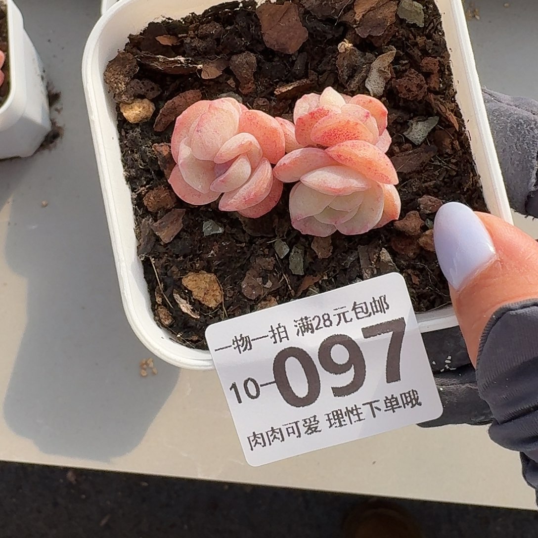 石化桔子冰无盆无发货