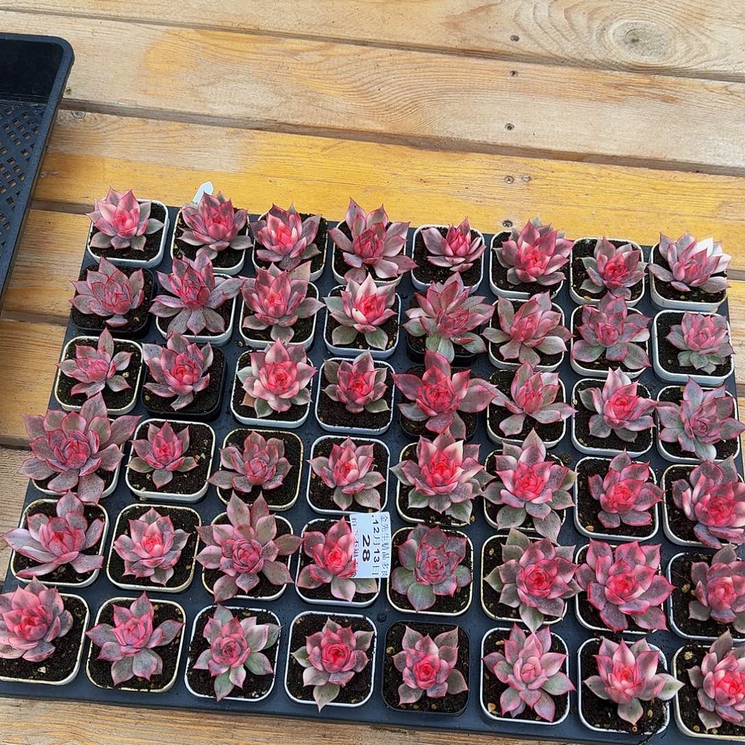 1213-28宝莲灯锦单头量拍