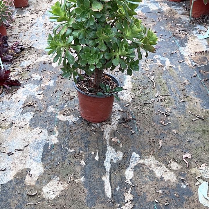 法师植物链接一物一拍27