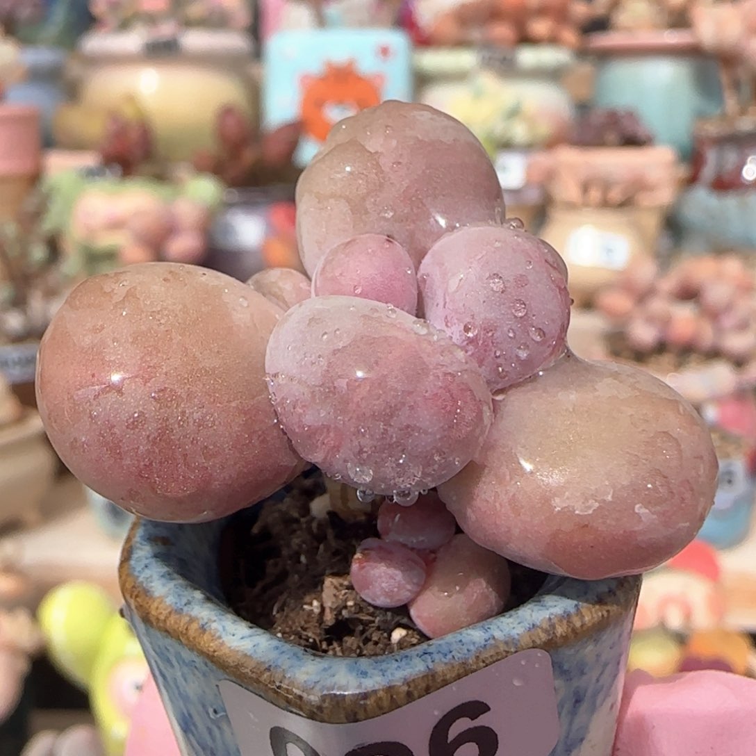 优选 蛋黄奶 带侧芽 一物一拍
