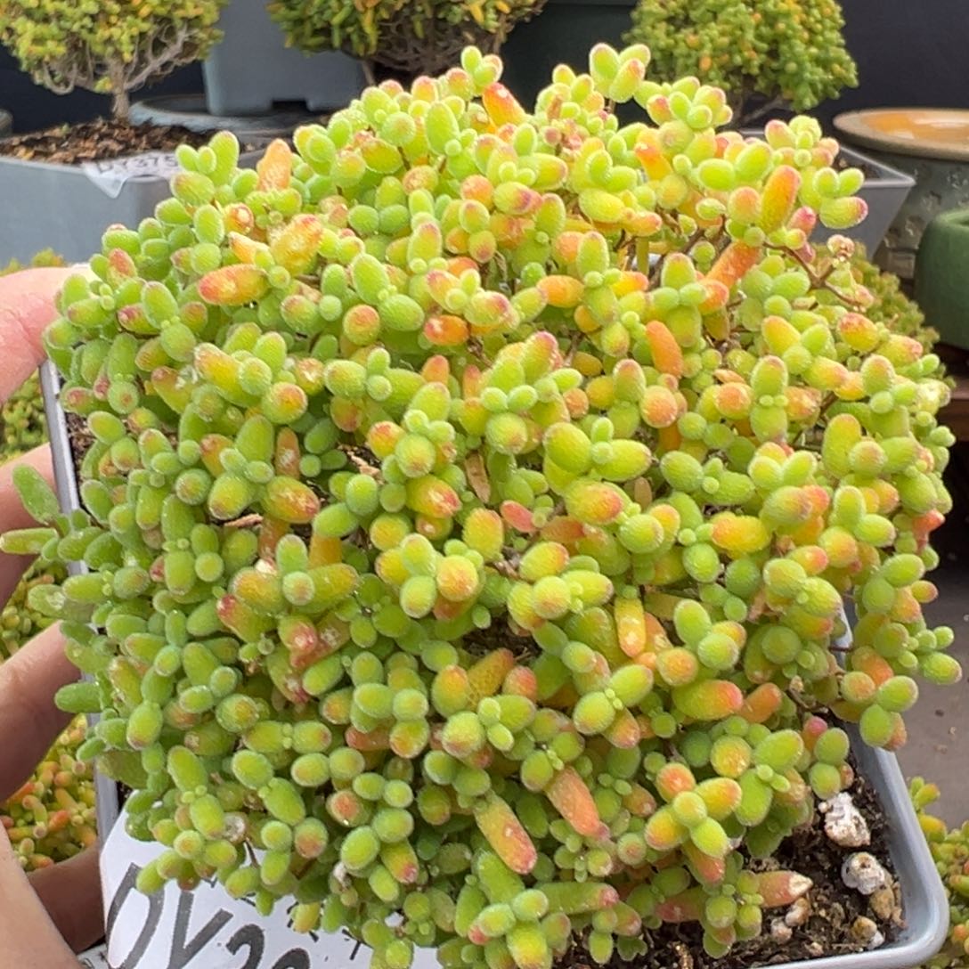 dy3669精控老桩蜜橘糖球冠幅8.5cm