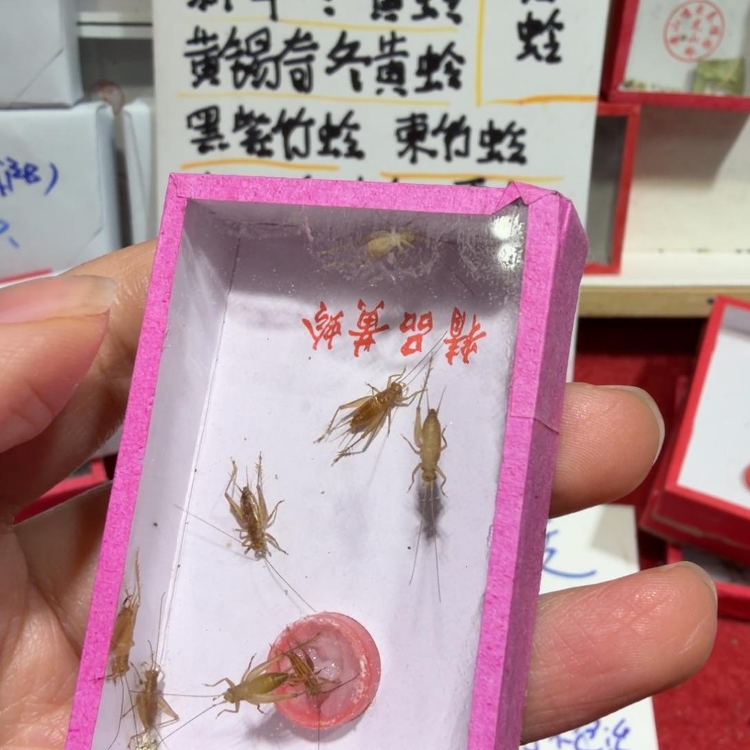 猴***哥蟋蟀补差价10元包邮