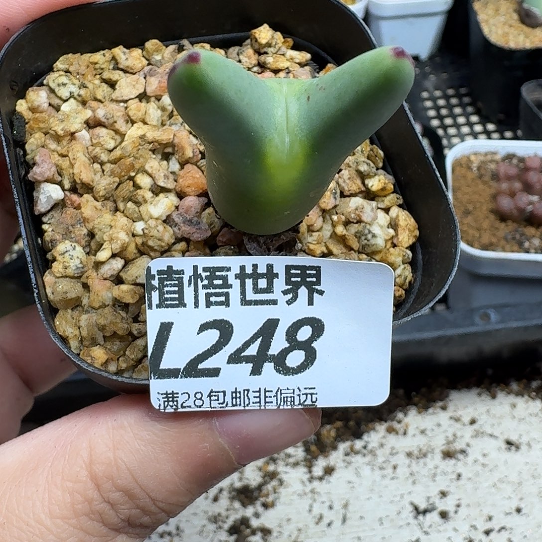 多肉植物的人生ghhnn