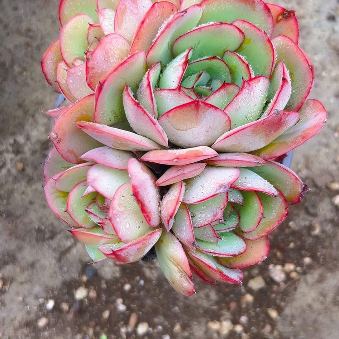 勤***牡丹亭多肉34568999975