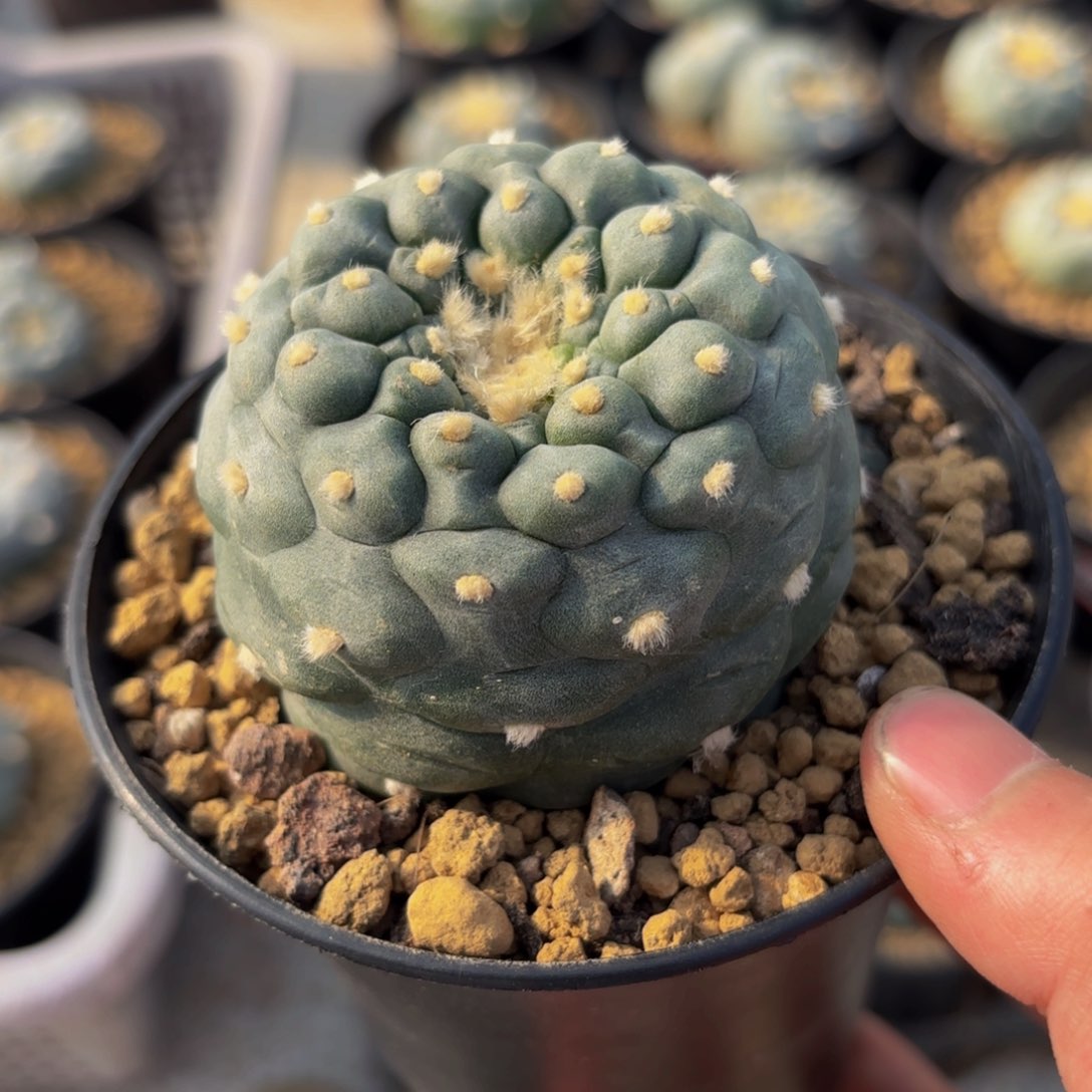 G g g g g 510g g g g g