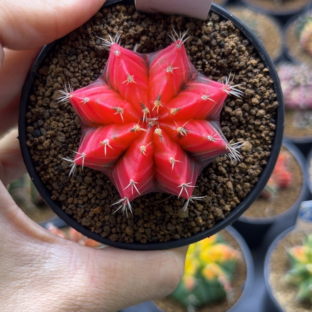 一物一拍带盆土发