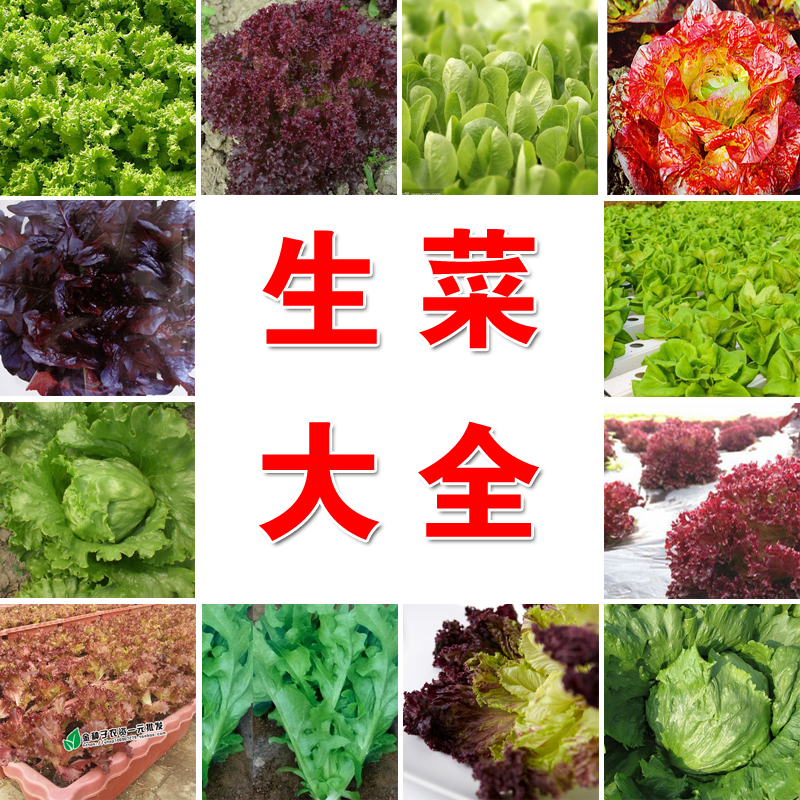 【全店满5包包邮】四季可种阳台蔬菜种子意大利奶油生菜玻璃生菜紫
