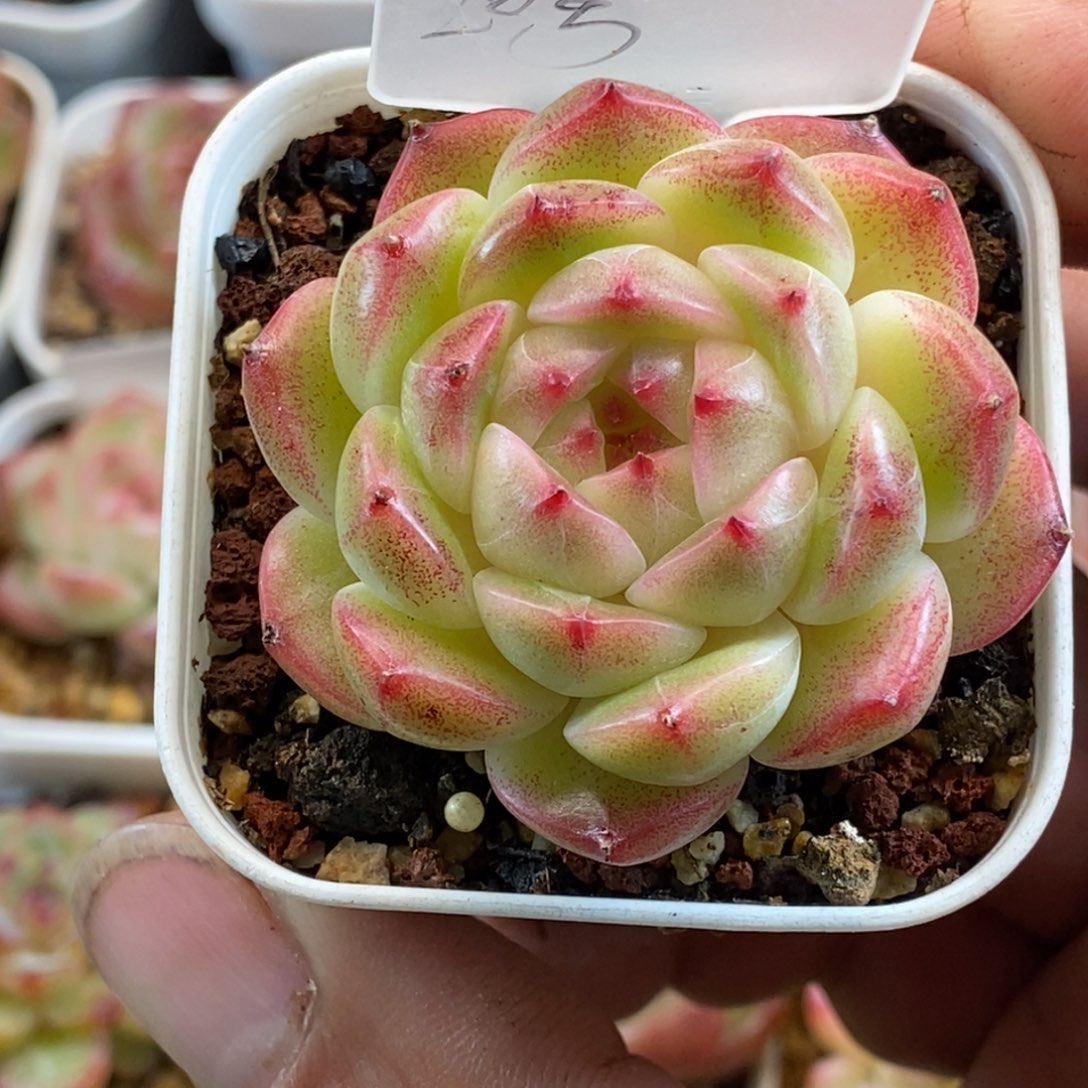 天官赐福百无禁忌