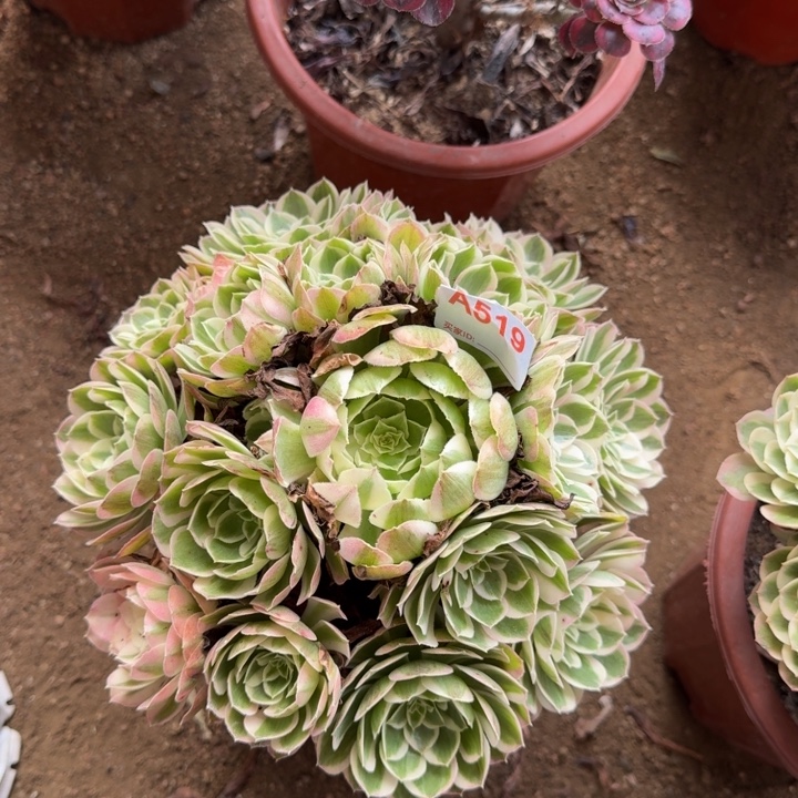 无花朵清早519多肉植物