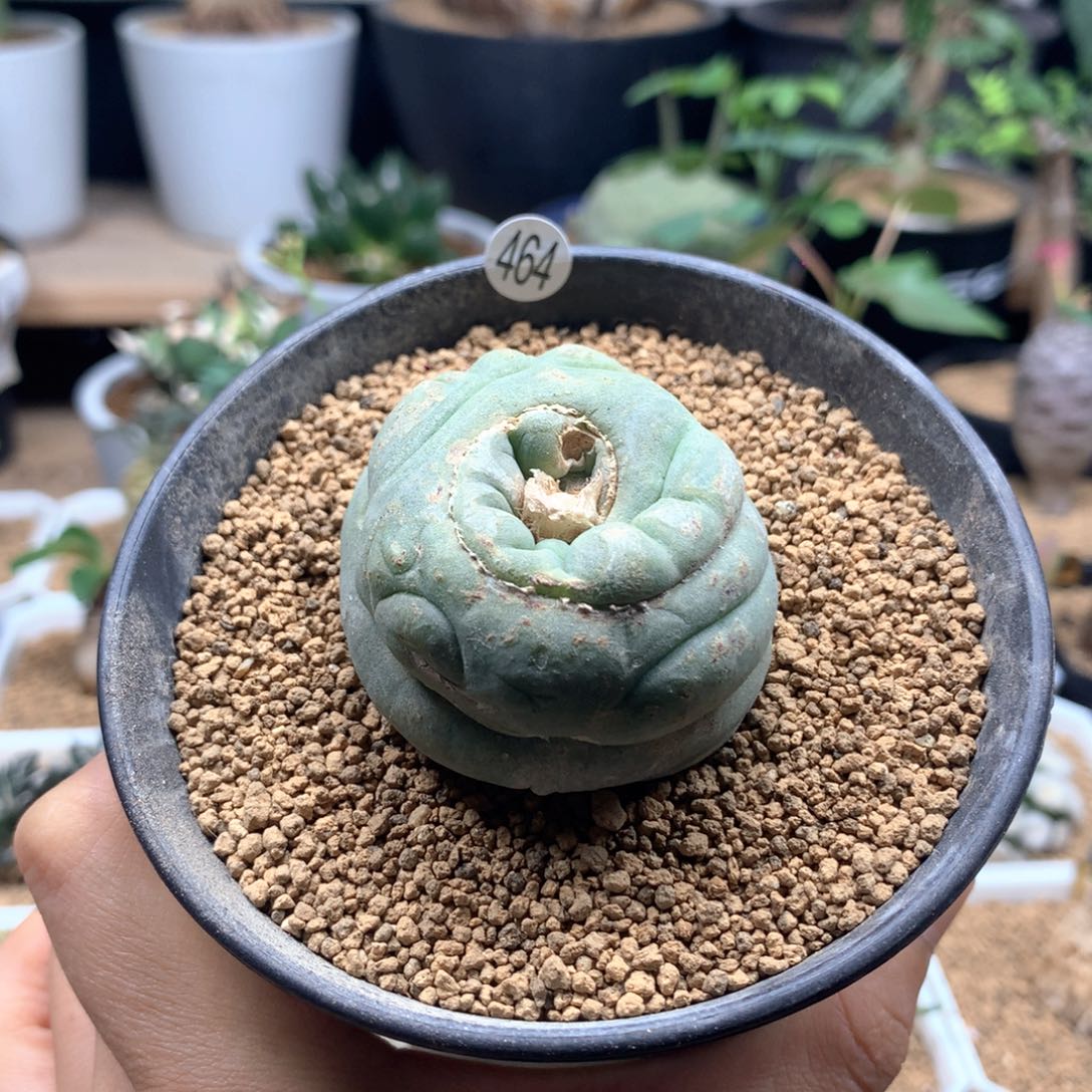 自根毛缀海鲜带盆多肉