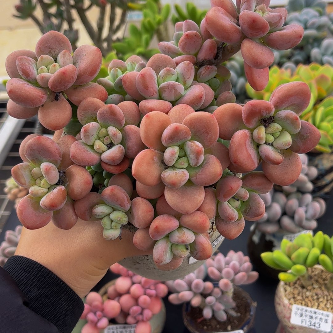 289-老庄洛神多肉13cm