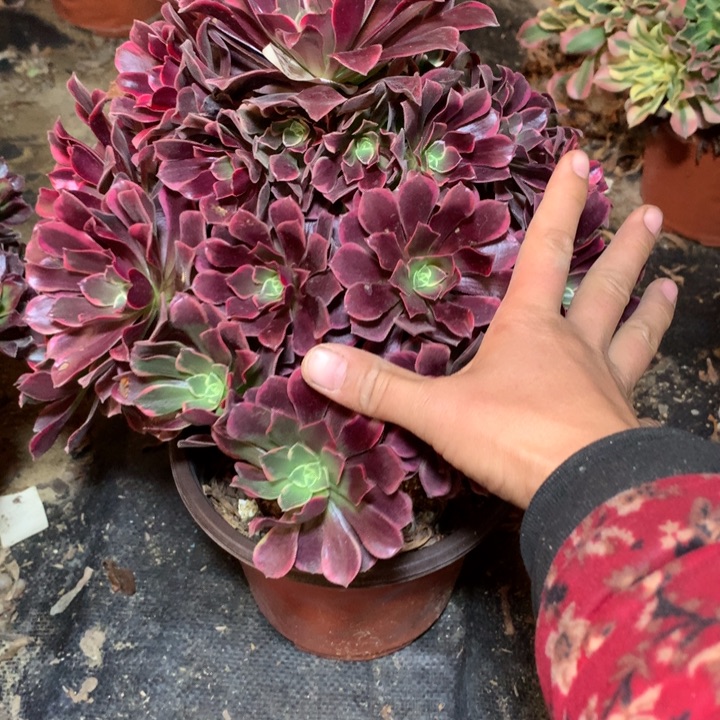 203多肉植物一物一拍