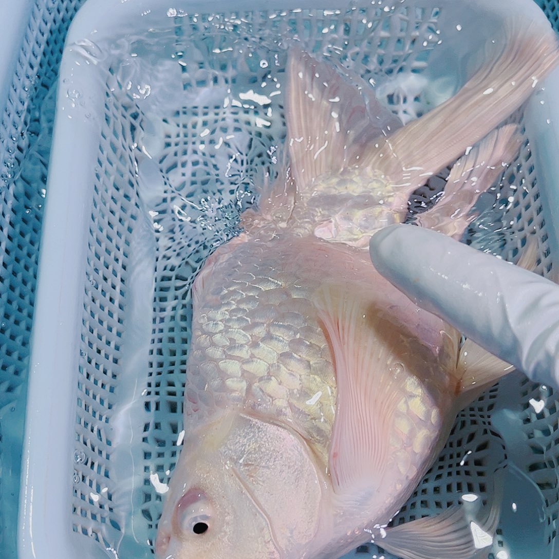 锦鲤锦鲤冷水鱼观赏