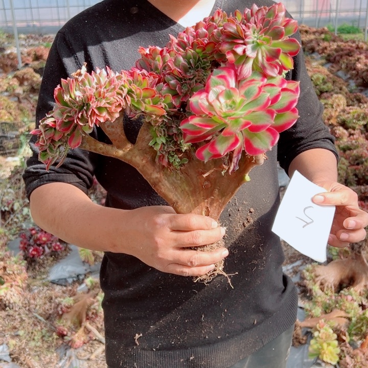 女郎醉话5号多肉法师