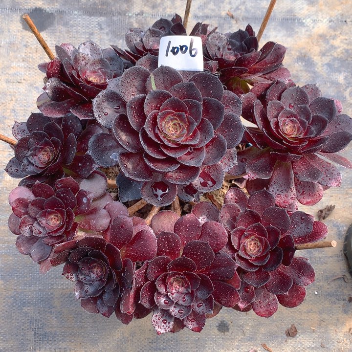 1006黑骑士精品法师多肉