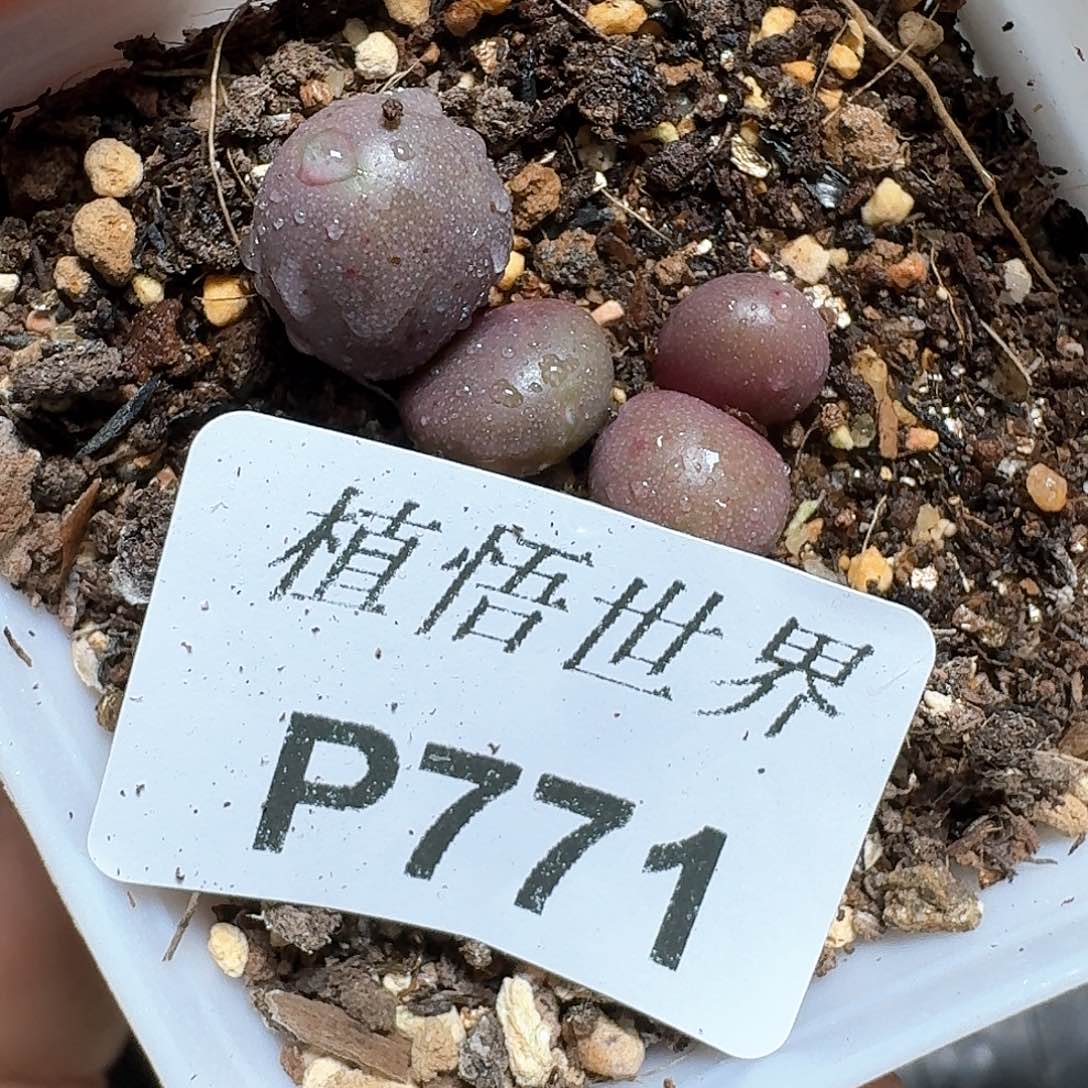 771盒多肉植物哇cv g