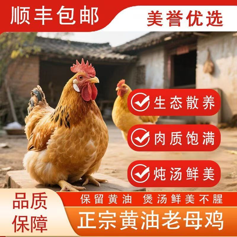 正宗黄油农家老母鸡散养现杀新鲜月子土鸡老鸡老母土鸡炖鸡汤