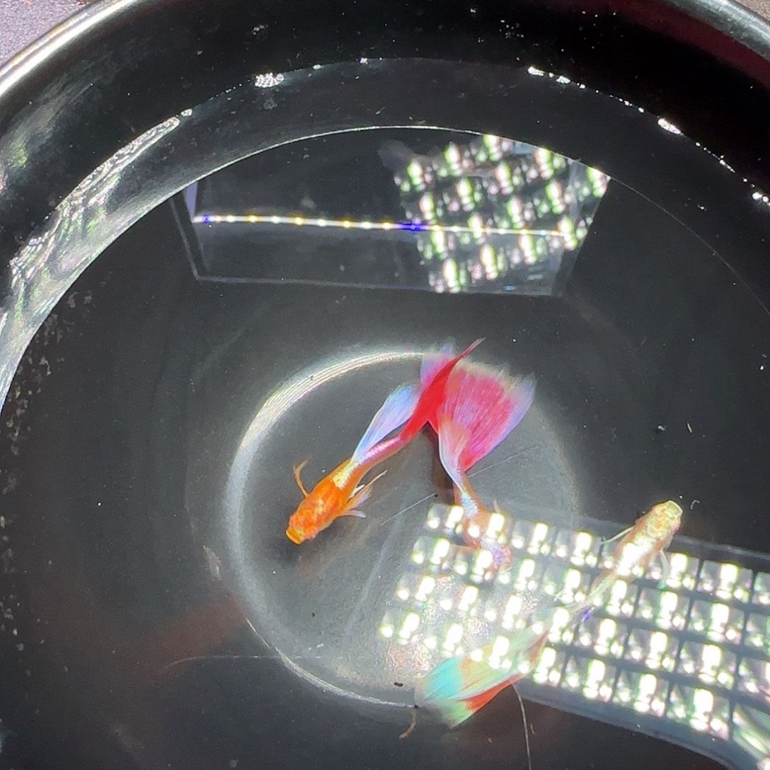 孔雀鱼火烧云飞船公鱼三条