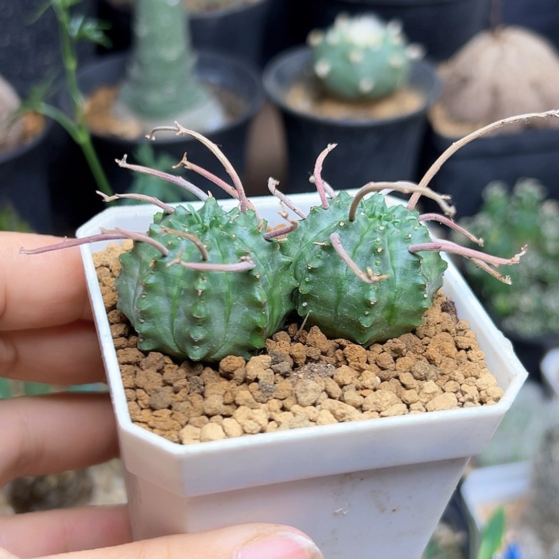 狂刺法丽达自根2颗
