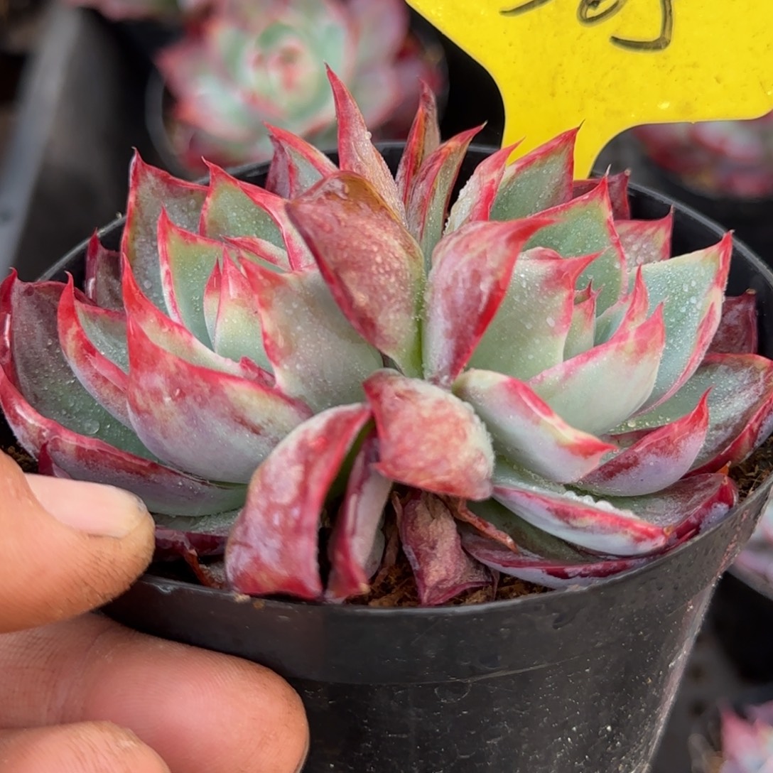 睫毛惊鸿一物一拍包装收缩花旱365