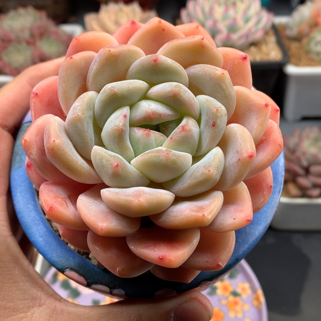 我们家的小仙女们